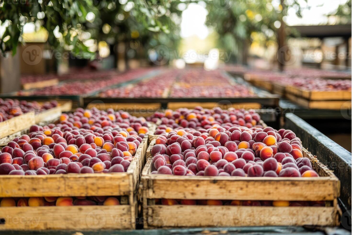 Wooden crates overflowing with ripe red apricots photo