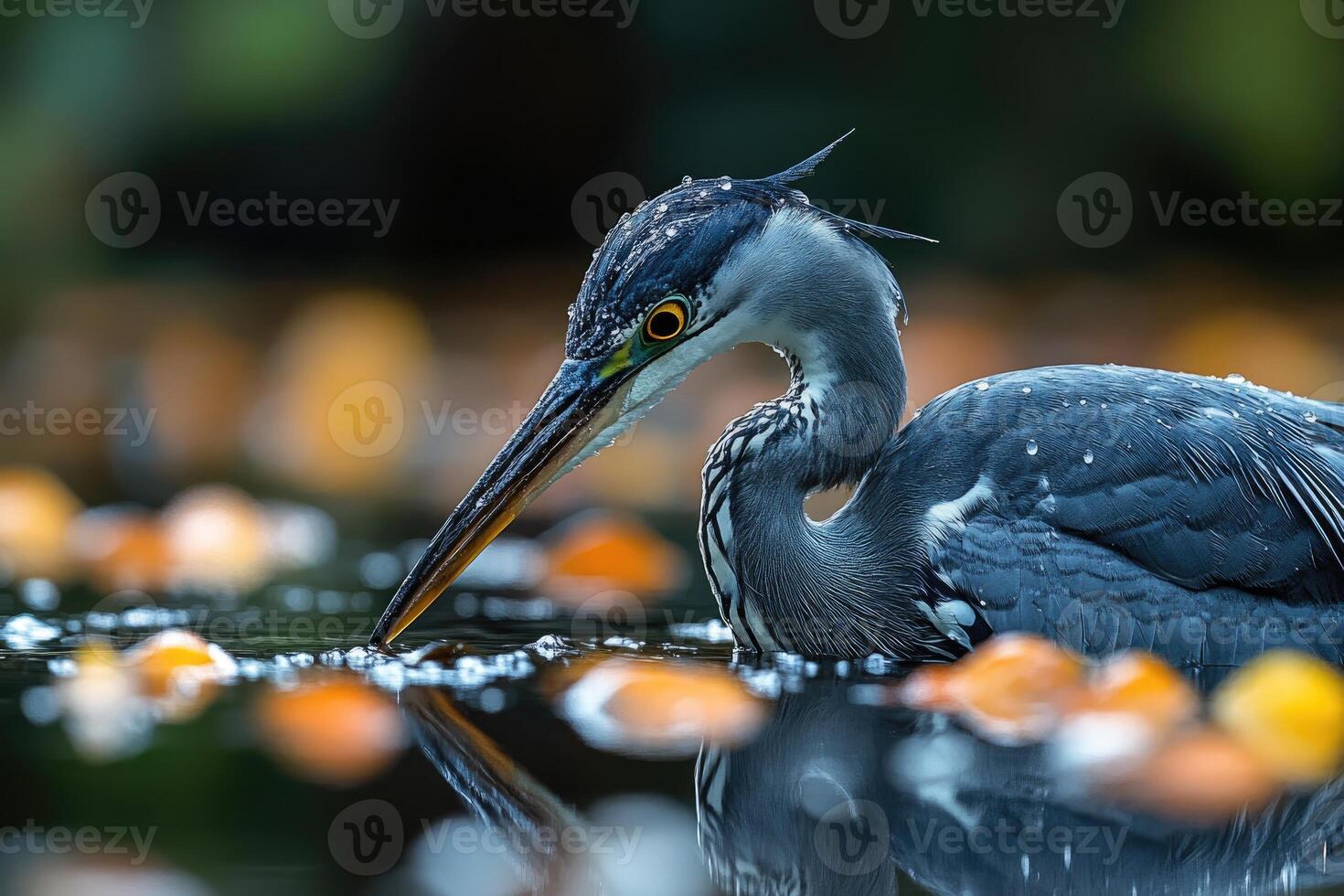 Grey Heron Hunting in Autumnal Water photo