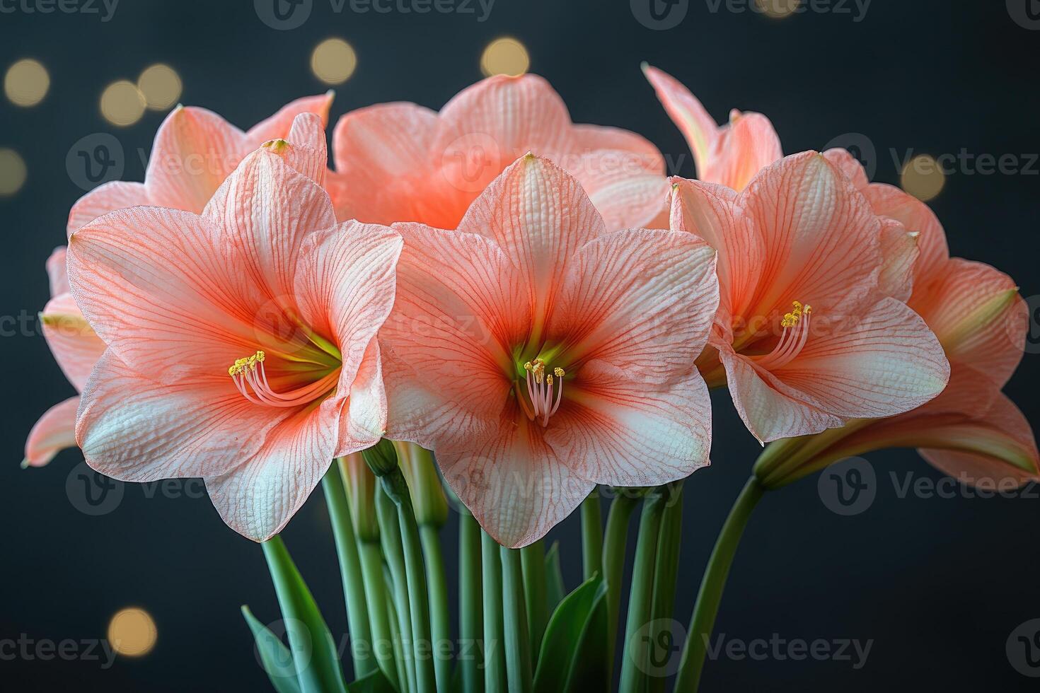 Peach amaryllis flowers bloom brightly against a dark background photo