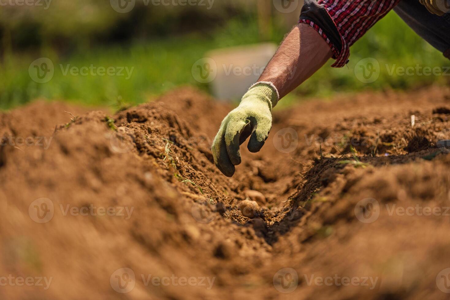 Close up shot of a male farmer hands planting potatoes in soil on an agricultural field. photo