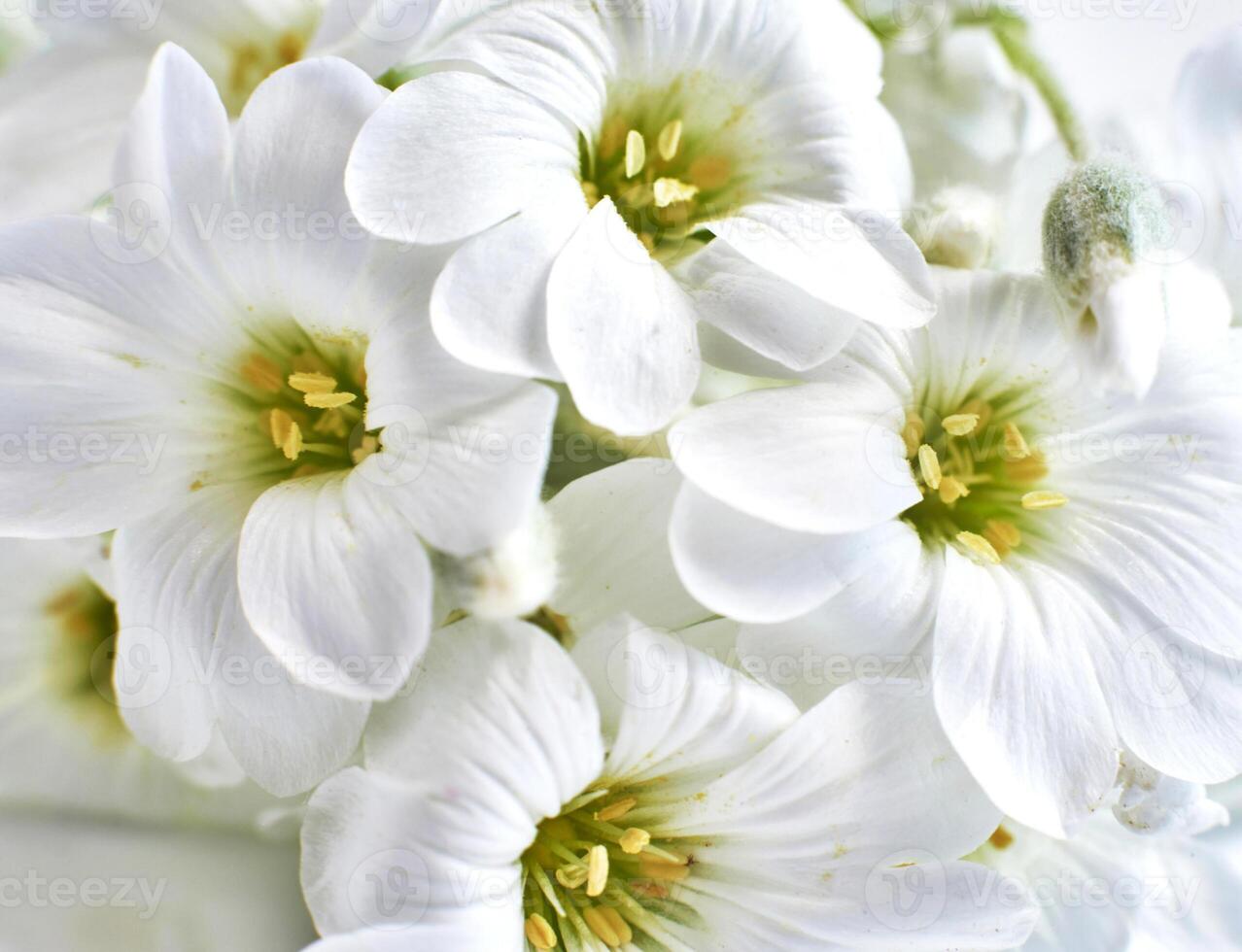 Close up view of a white spring flower, nature background. photo