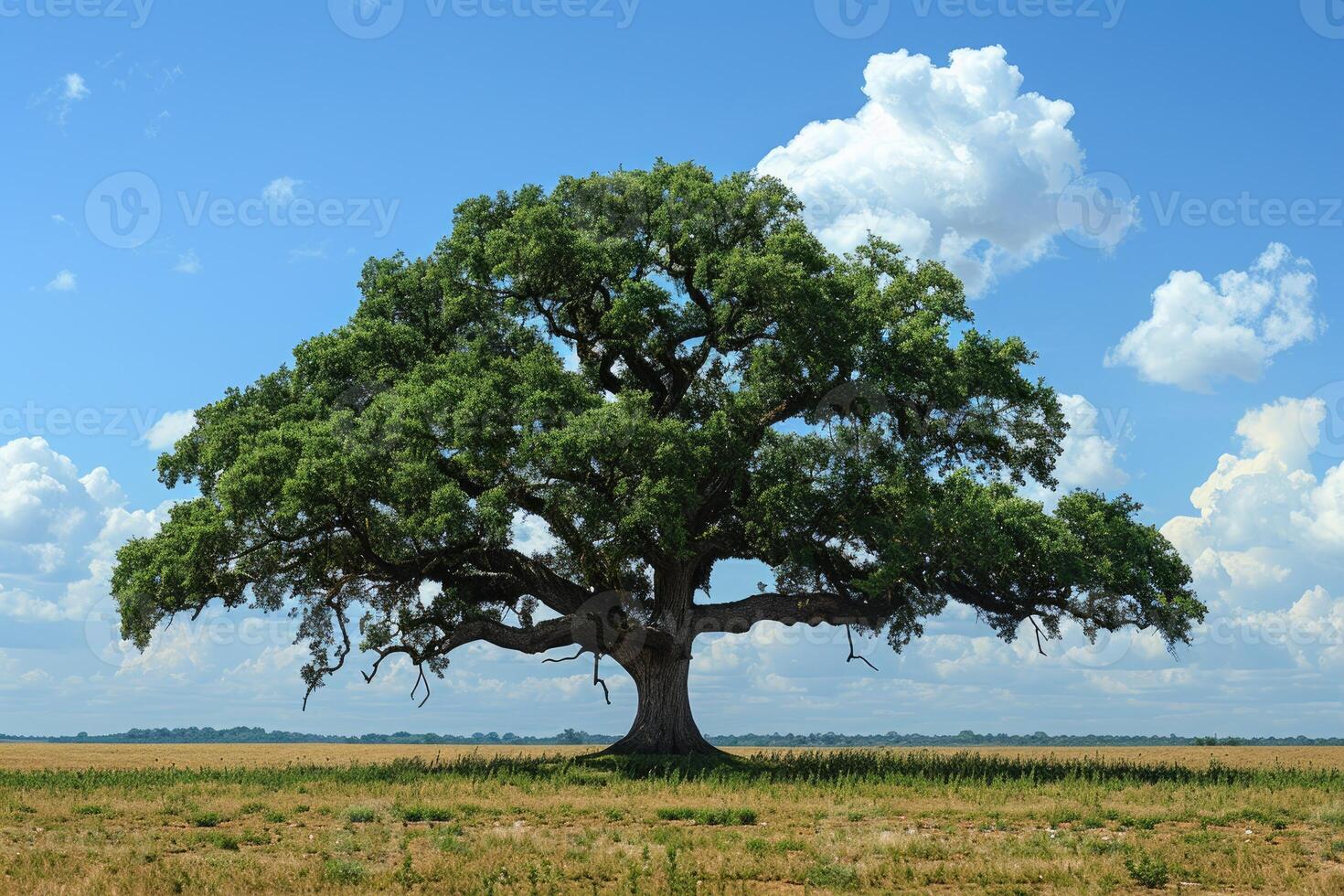 A lone, large oak tree stands in a field under a partly cloudy blue sky. photo