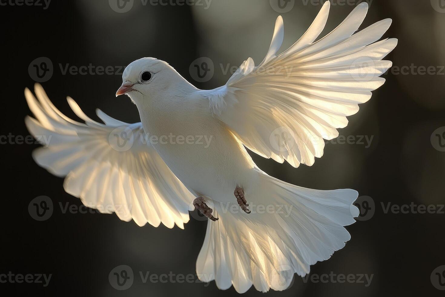 A White Dove in Flight with Spread Wings photo