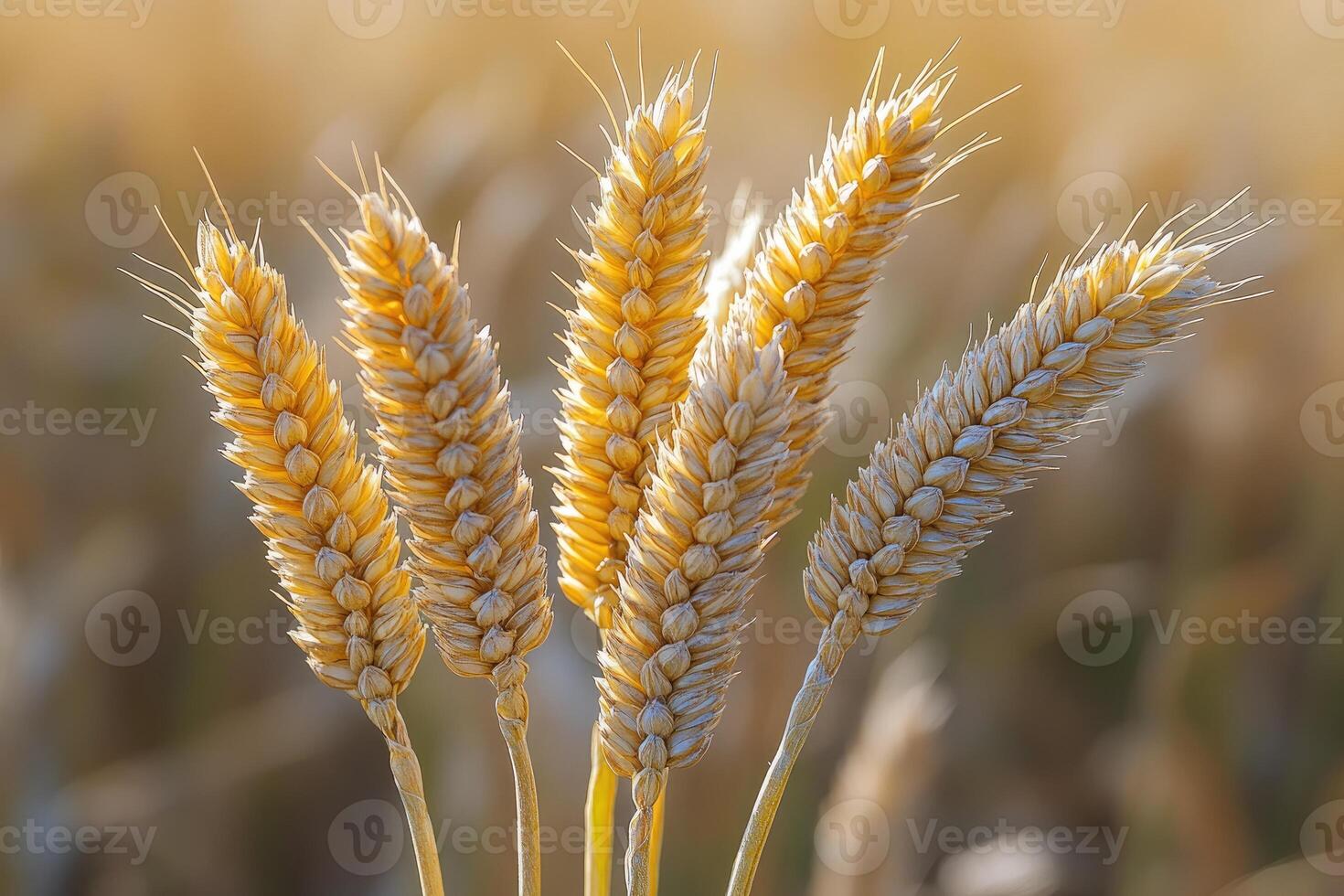 Close-up of Five Golden Wheat Spikes in a Field photo