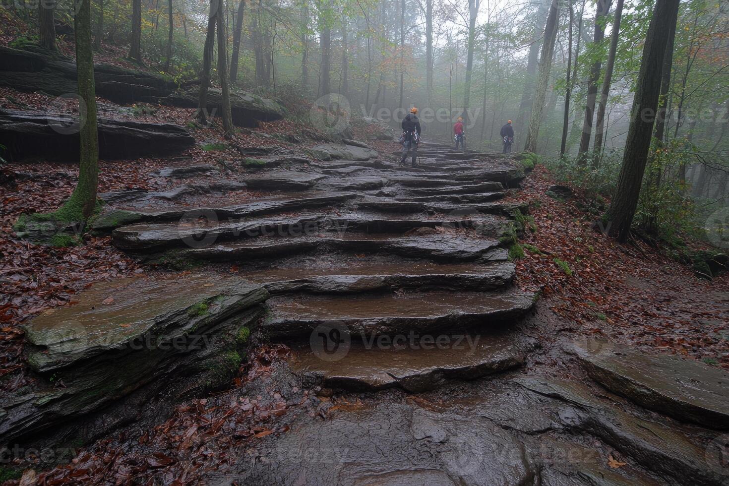 Stone Steps Winding Up Through a Misty Forest photo