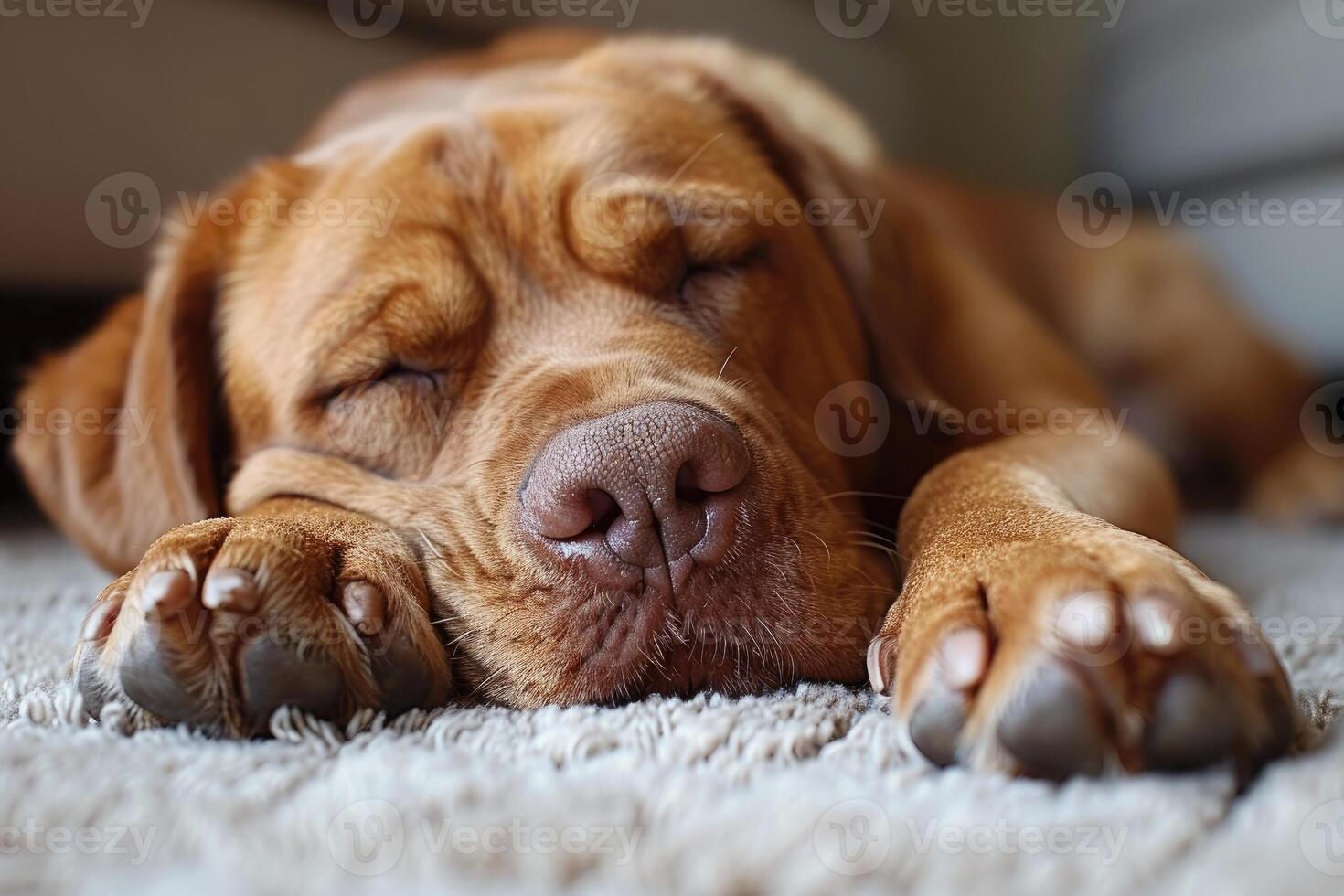 A Beautiful Brown Dog Sleeping Peacefully on a Soft Carpet photo
