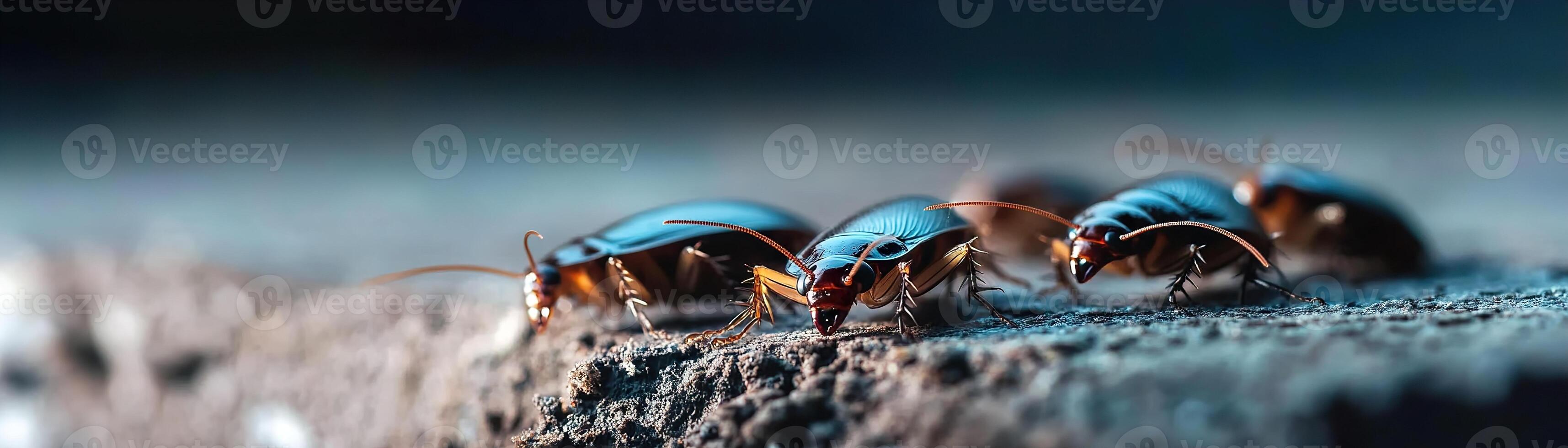 Cockroaches emerge from a dark crack in the floor, their shiny bodies glistening in low light. The blurred background enhances the unsettling atmosphere, evoking horror themes photo