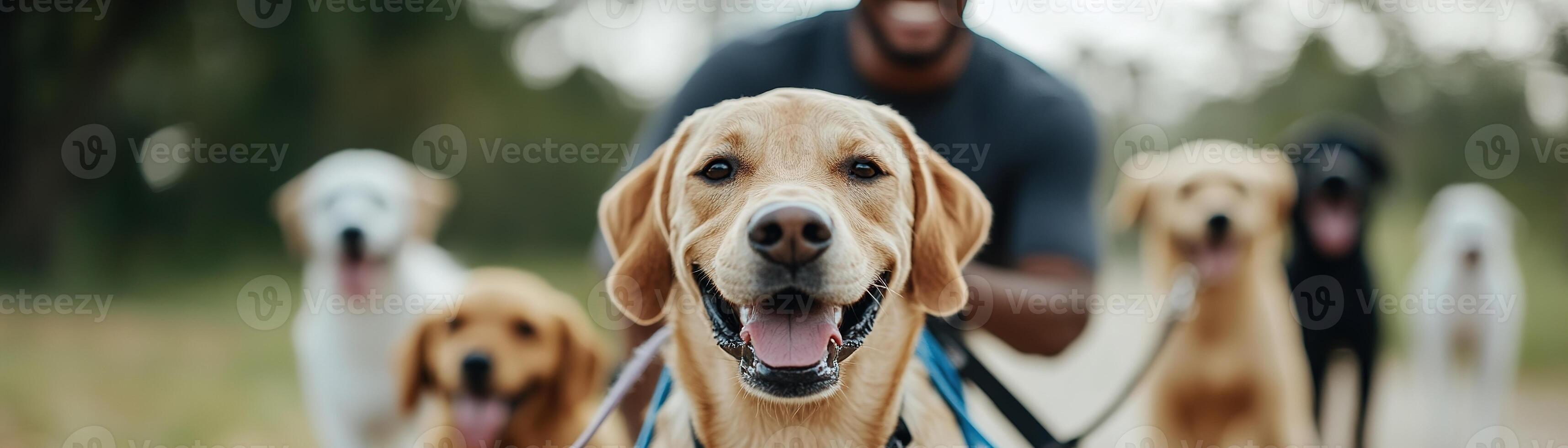 Bright, cheerful atmosphere as a dog walker in athletic wear leads several happy dogs through a park. The scene captures joy and the love of pet care in a friendly, inviting setting photo