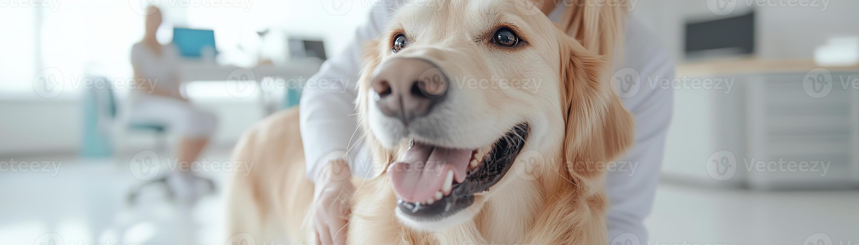 In a welcoming veterinary clinic, a veterinarian in a white coat gently examines a cheerful golden retriever. A pet owner observes with care. The atmosphere is warm and reassuring photo