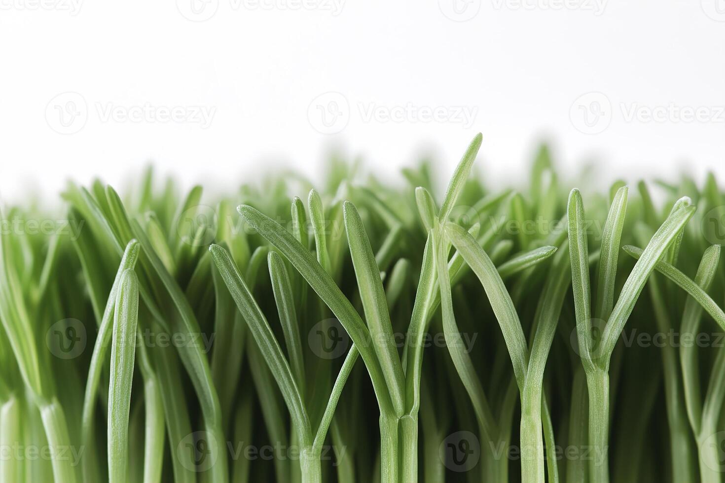 Lush green blades of grass create a vibrant strip along the bottom edge of a bright white background, providing an inviting and fresh look suitable for various eco-friendly projects photo