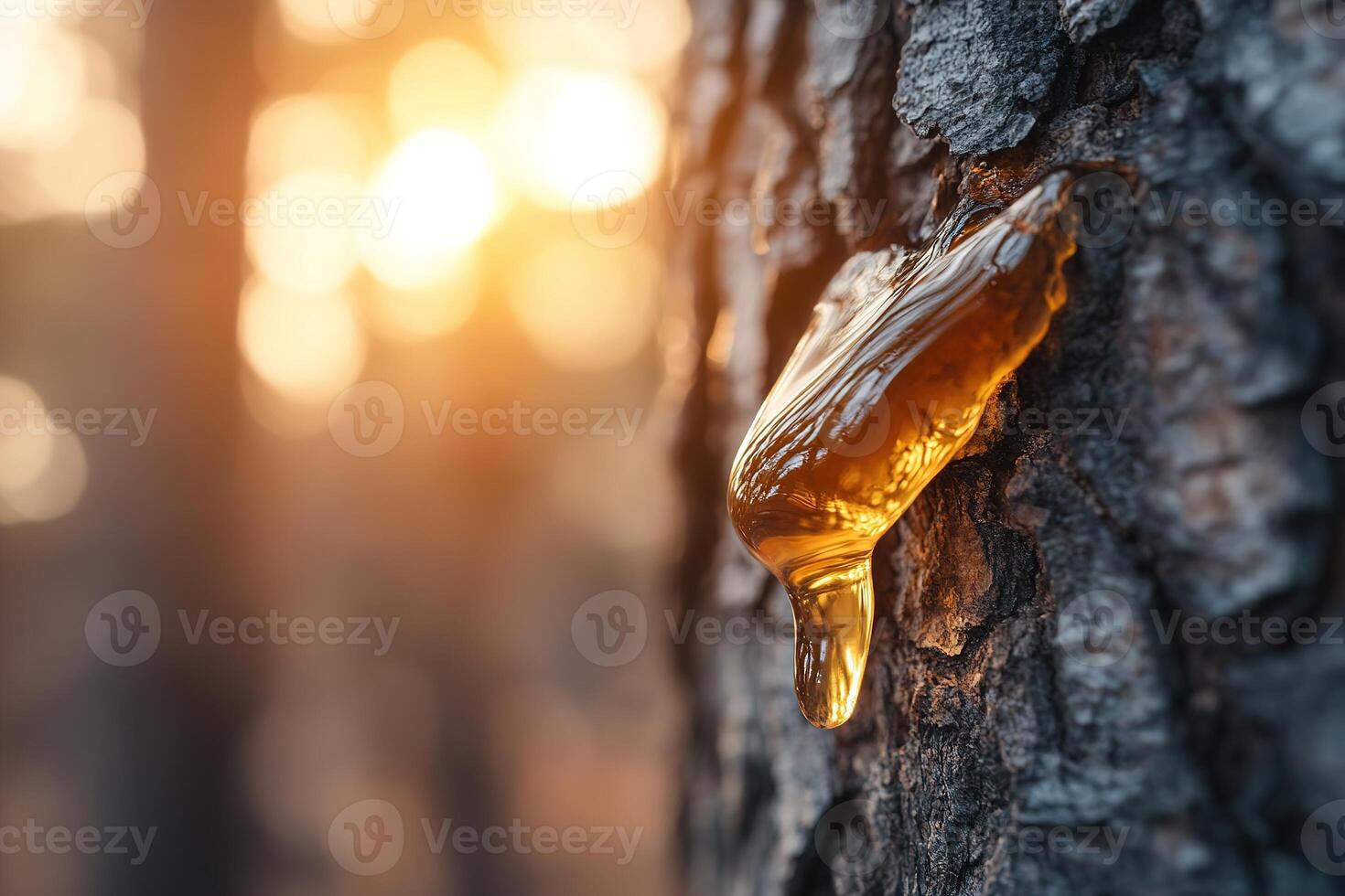 Golden amber resin gently drips from the rough bark of a tree in a forest, illuminated by sunlight that highlights its rich color and texture against a soft-focus background photo