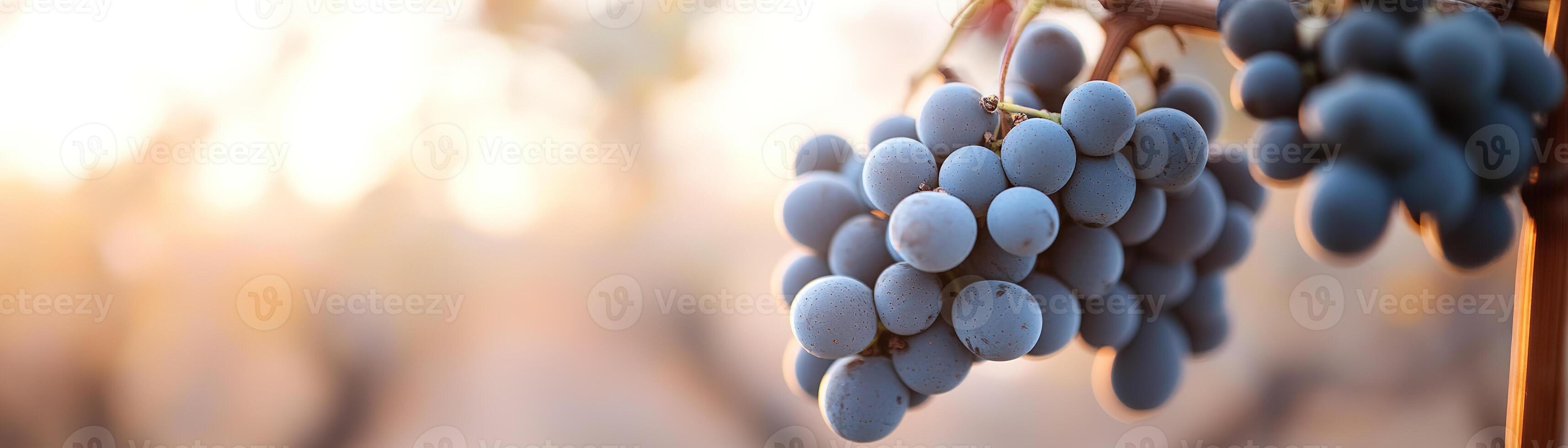 Close-up of deep purple and green grapes gently illuminated by golden-hour light, set against a blurred vineyard background showcasing warm earthy tones, creating a luxurious and fresh ambiance photo