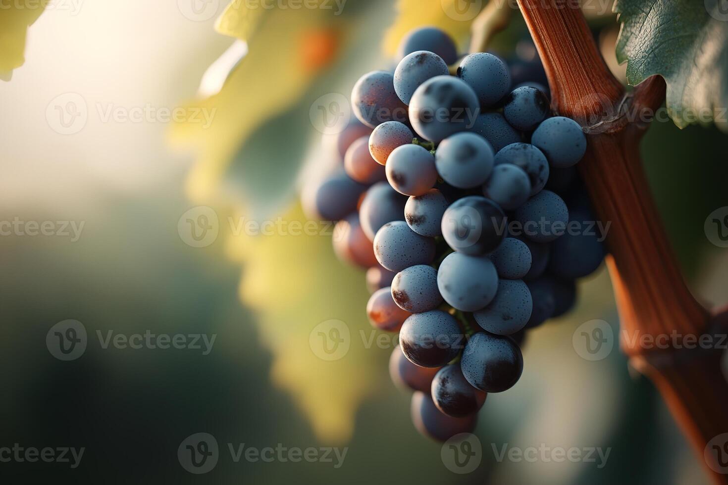Deep purple and green grapes hang from a vine, illuminated by soft golden-hour light, set against a blurred vineyard background filled with warm earthy tones photo