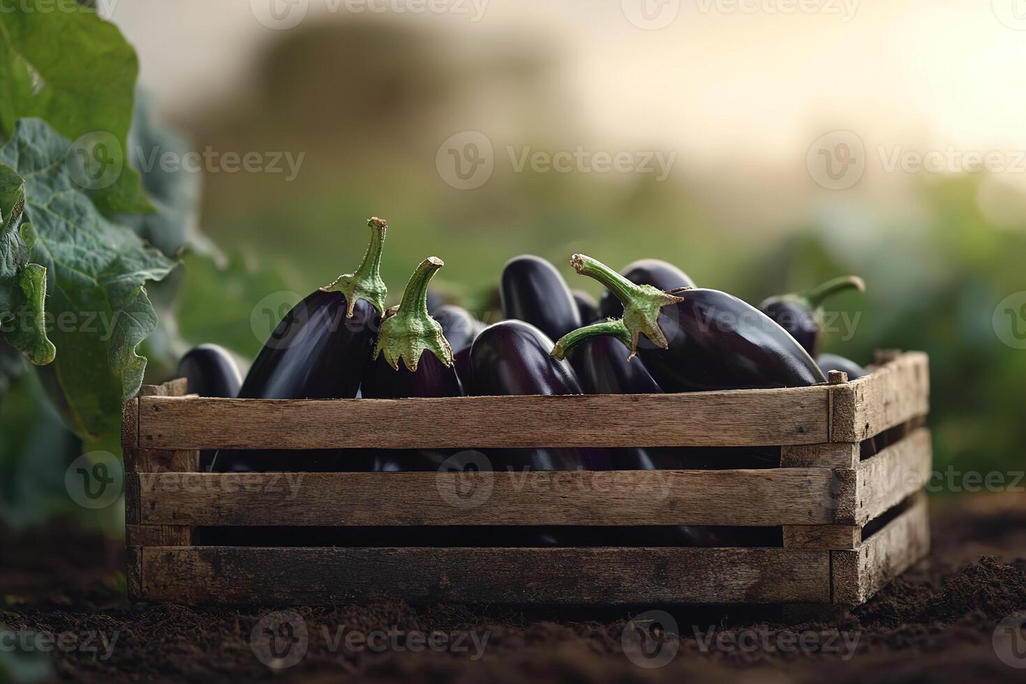 A rustic wooden crate is filled with glossy deep purple eggplants, showcasing their fresh green stems against a softly blurred farm backdrop, ideal for promotions of local produce photo