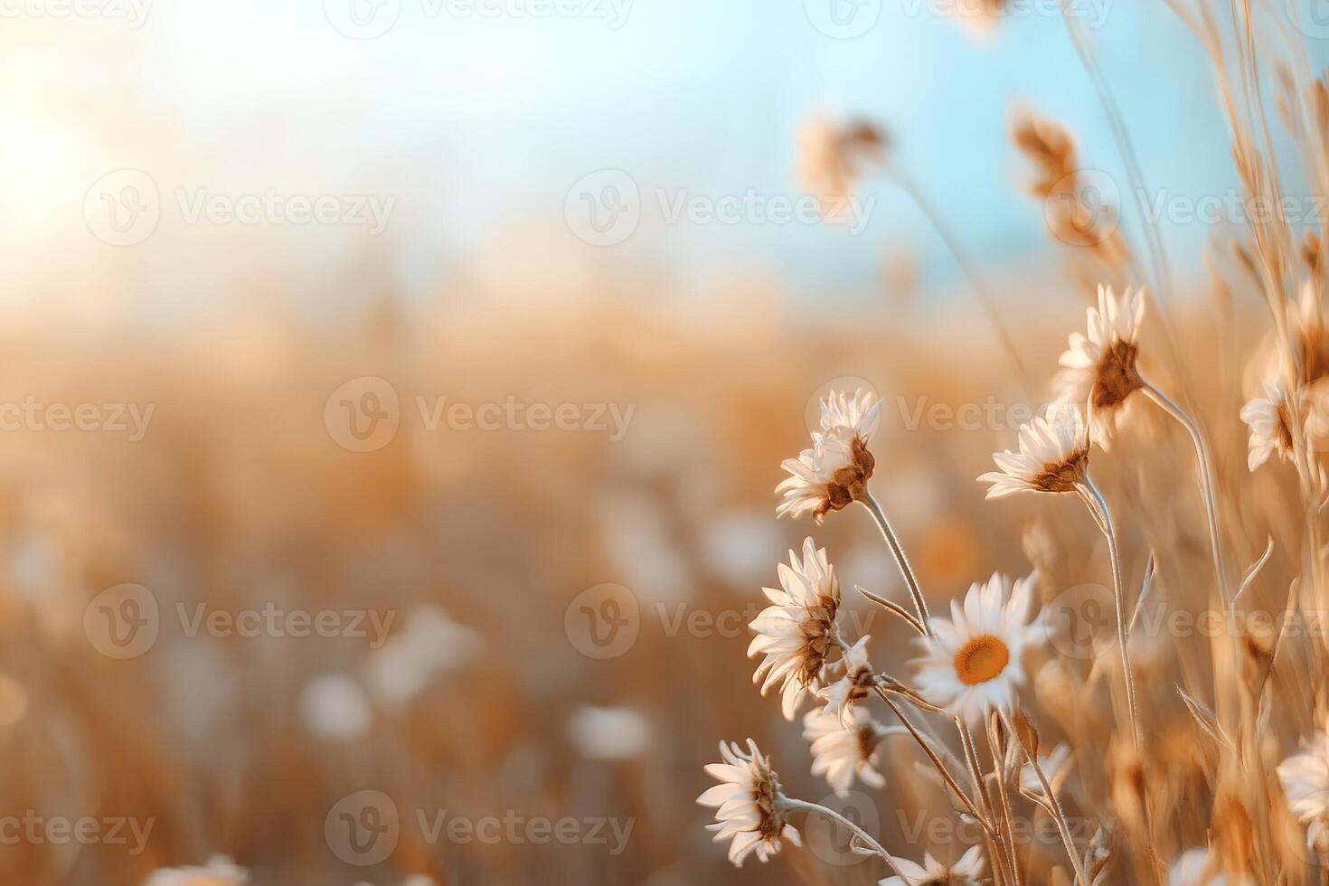 A beautiful, expansive field of sunflowers dances softly in the breeze, illuminated by warm sunlight. The blurred sky enhances the serene and uplifting atmosphere, ideal for rural promotions photo
