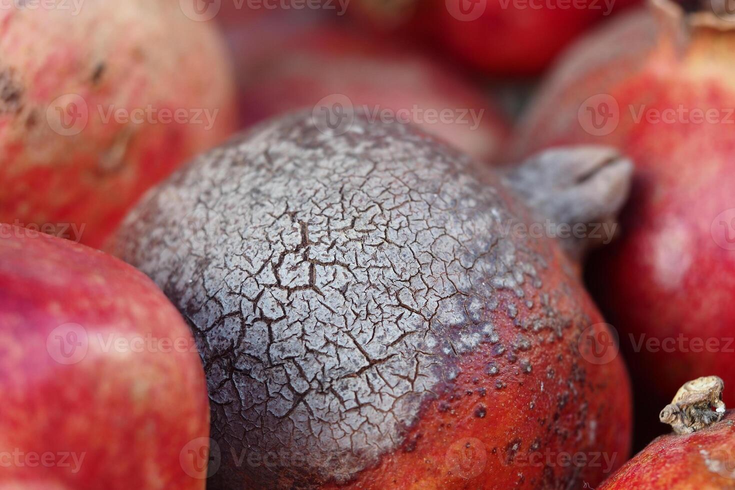 mold Pomegranates with textured skin displayed in a market setting photo