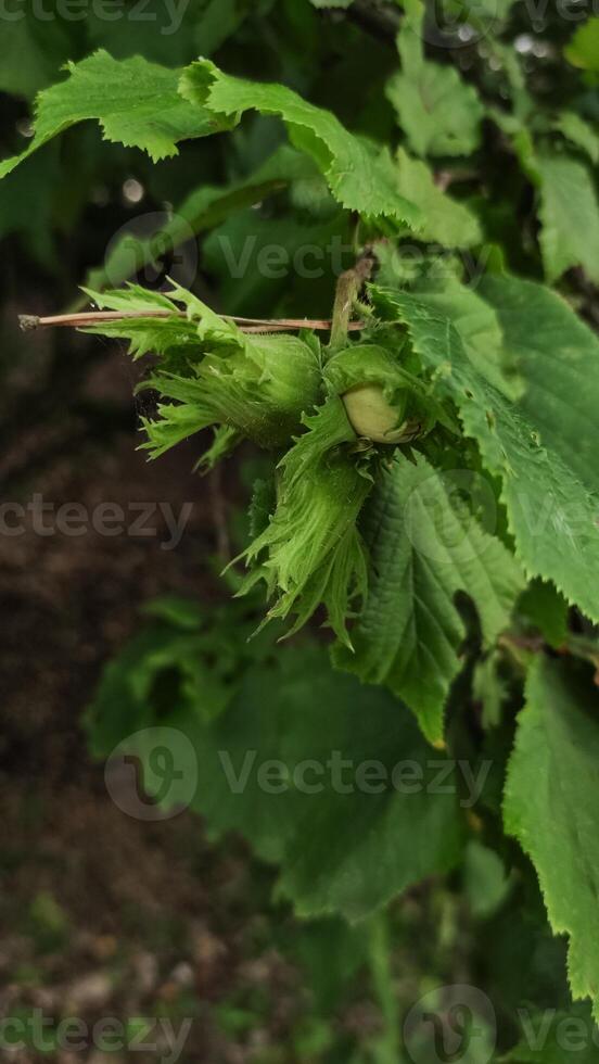 Green hazelnuts growing on tree branch in czech republic pruhonice photo