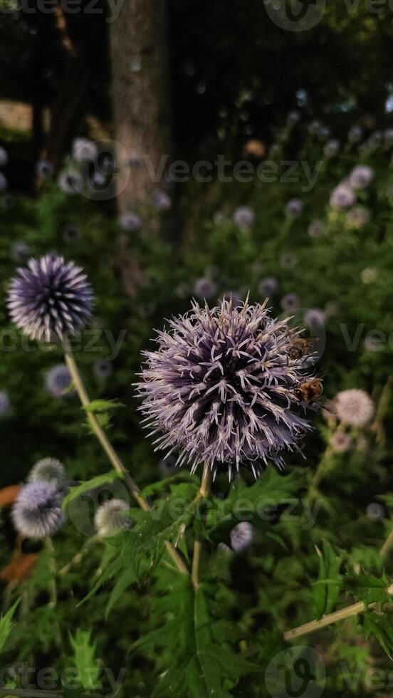 Bees pollinating globe thistle in pruhonice, czech republic photo