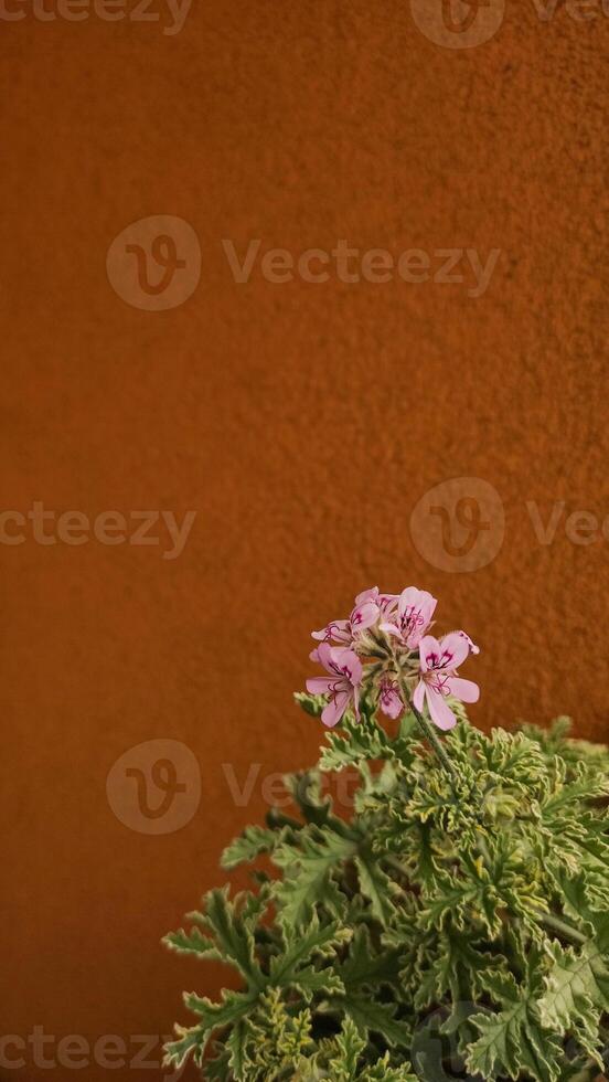 Scented geranium blooming near orange wall on balcony in prague, czechia photo