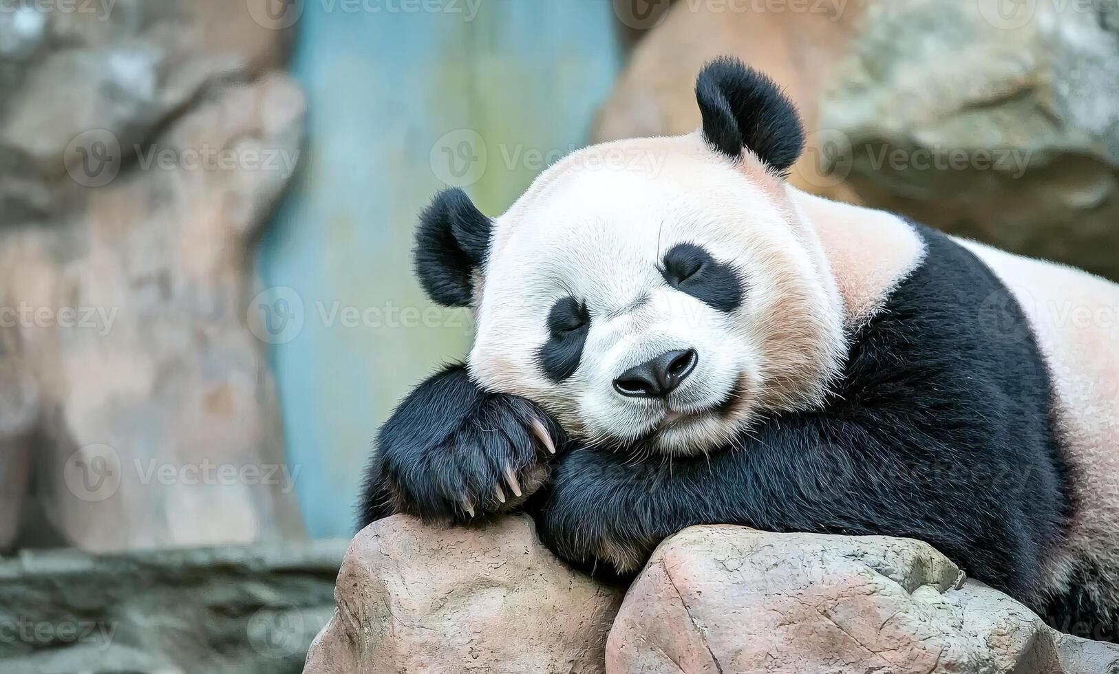 A relaxed panda rests on a rock, showcasing its distinctive black and white fur and adorable features in a serene environment. photo