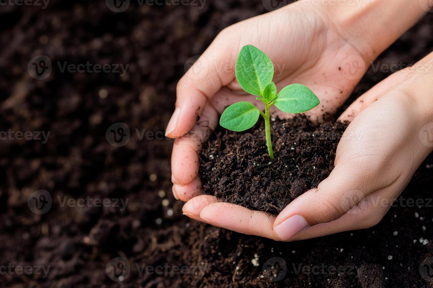Transformation growth mindset concept. A person holds a small green plant sprouting from dark soil, symbolizing growth and nurturing in a natural environment. photo