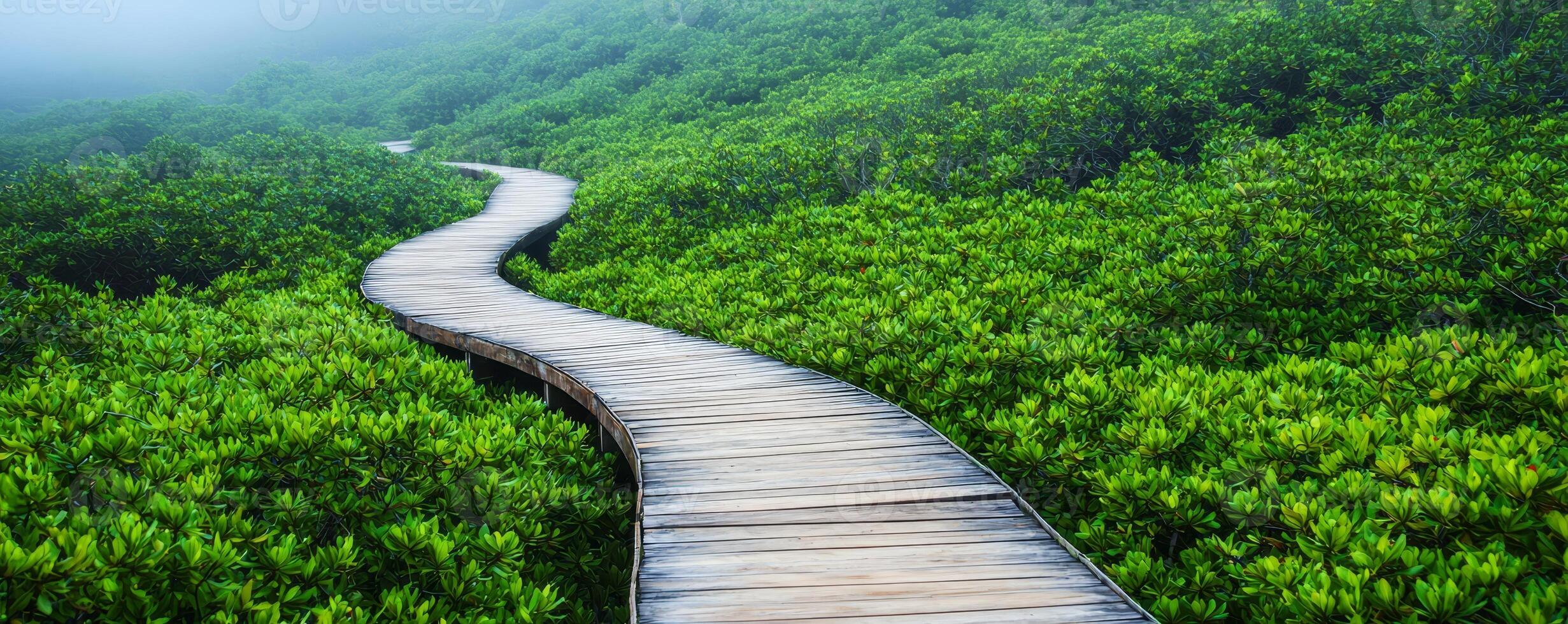 Adventure and Eco-tourism for travel concept. A winding wooden pathway surrounded by lush green foliage in a misty environment, inviting exploration and tranquility. photo