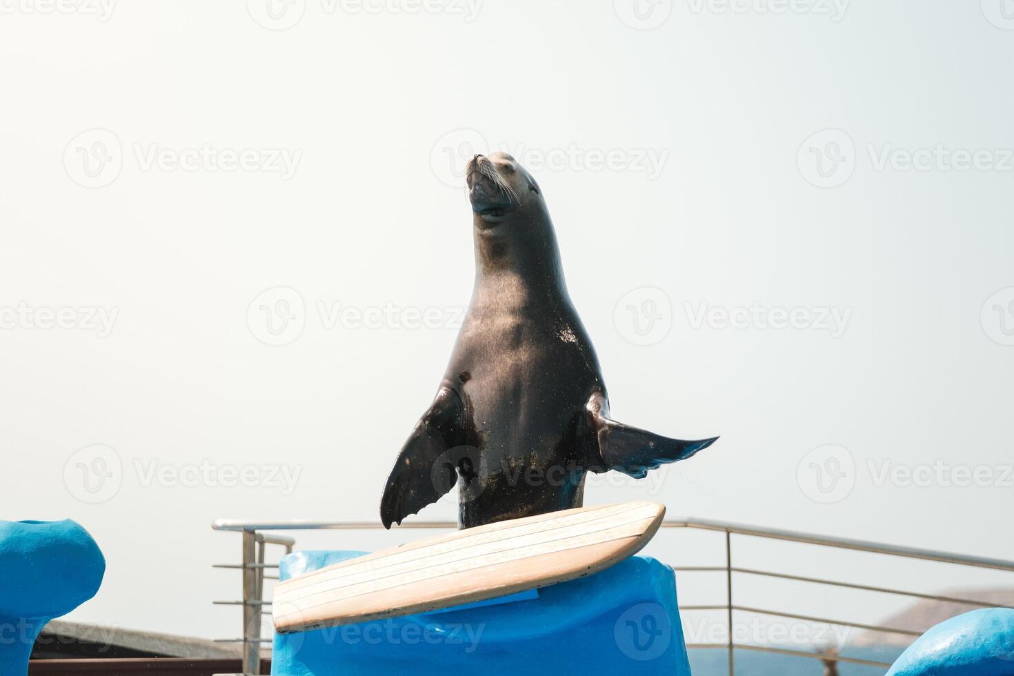 A seal on a surfboard photo
