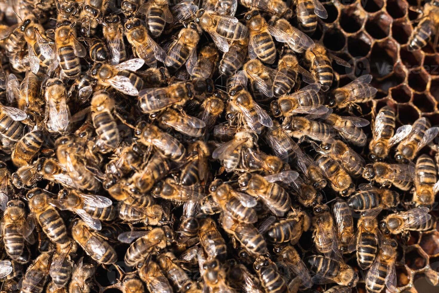 Bees on honeycomb in apiary photo