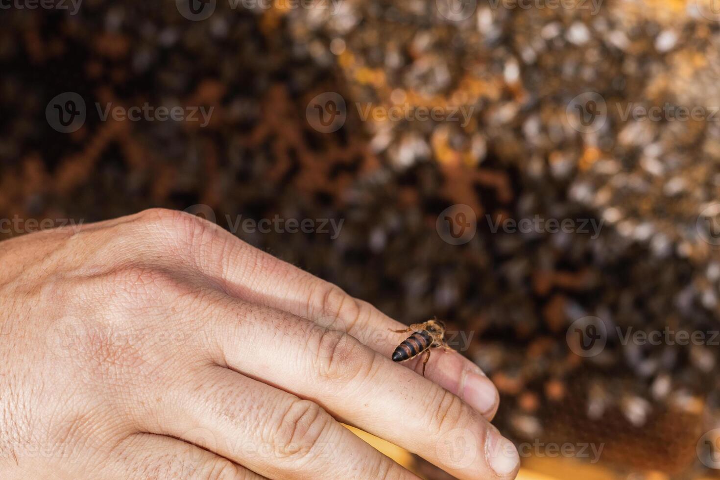 Beekeeper near hive with bees photo