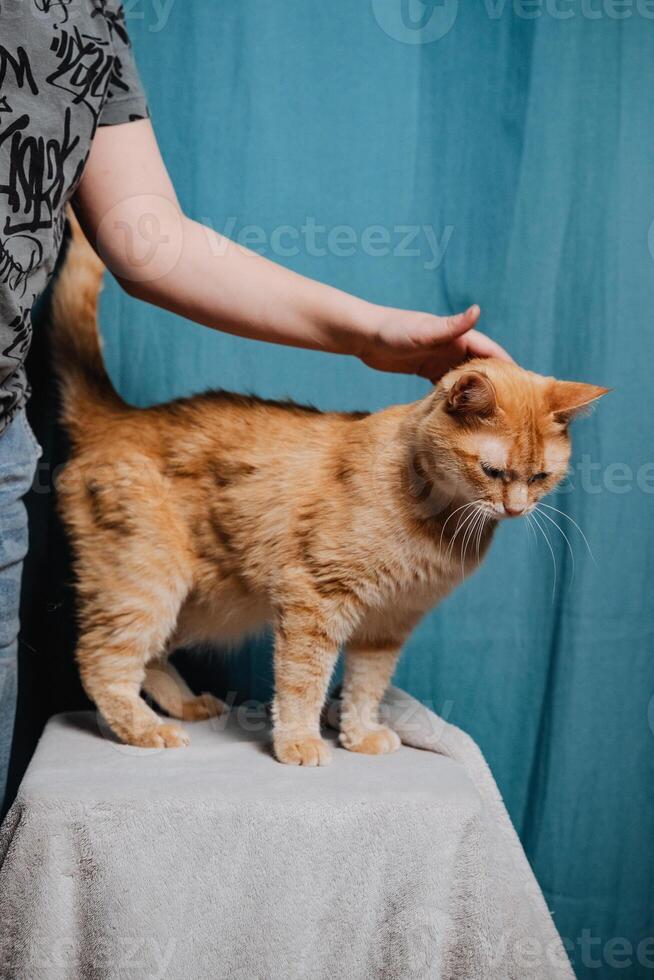 A person is gently petting a lovely orange cat that is comfortably sitting on a sturdy stool, enjoying the attention and affection being given to it by the human companion nearby photo