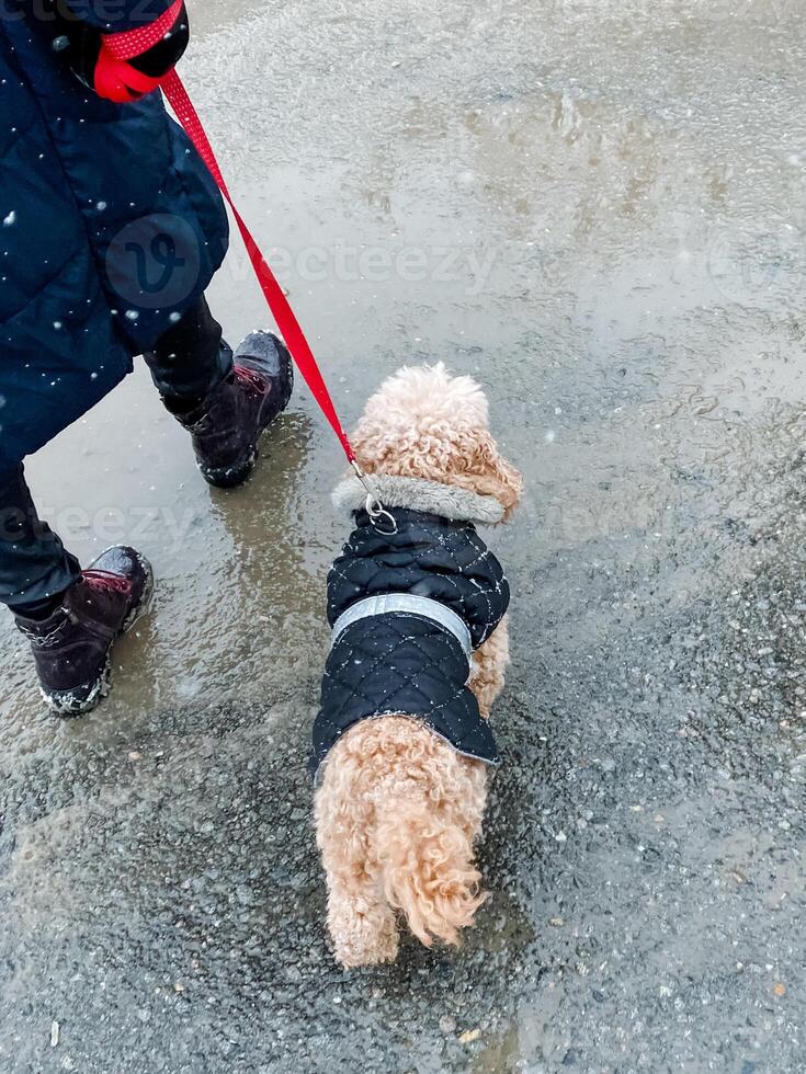 A person is walking a small dog on a leash, enjoying a pleasant day in the park while their furry friend explores the sights and sounds around them, wagging its tail happily photo