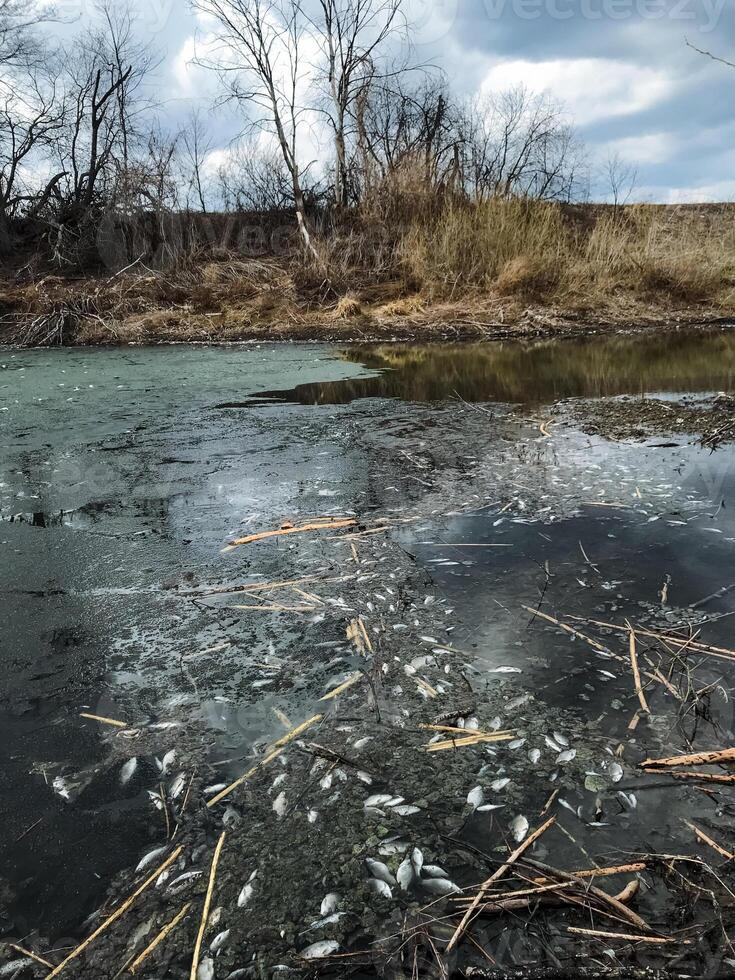 A serene riverside scene features natural debris and fish remnants lit by golden sunlight, with dramatic clouds enhancing the picturesque landscape and tranquil atmosphere photo