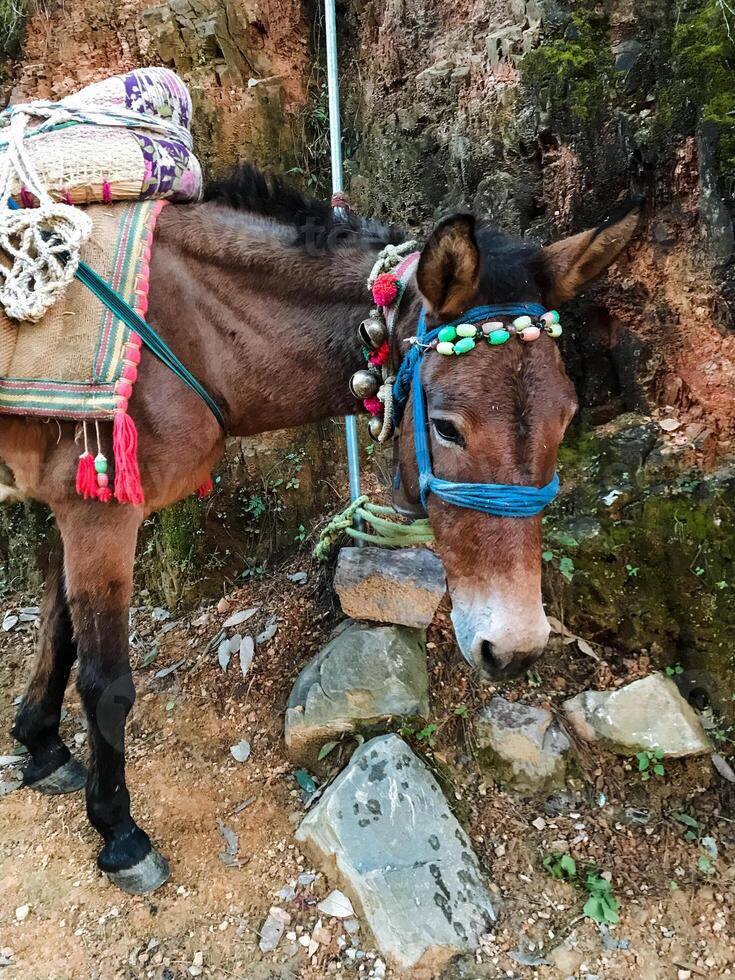 A donkey, adorned with a colorful blanket resting comfortably on its back, is standing proudly in the dusty earth, making for a charming scene in the countryside, surrounded by nature photo