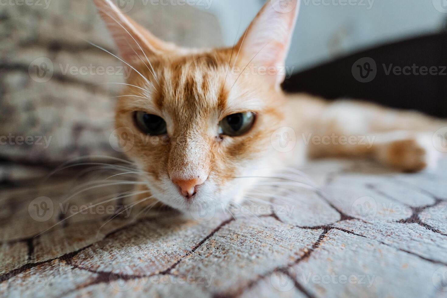 A close up of a cat laying on a couch looking at the camera photo