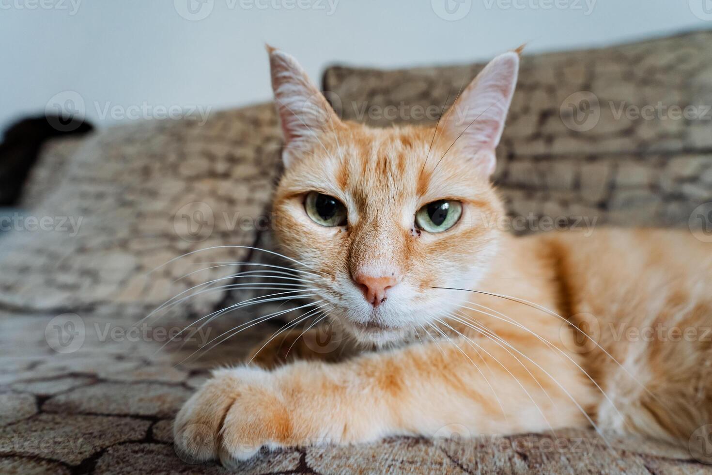An orange cat is comfortably laying on a soft couch while staring directly at the camera with its bright eyes, making for an adorable image that captures the essence of feline charm photo
