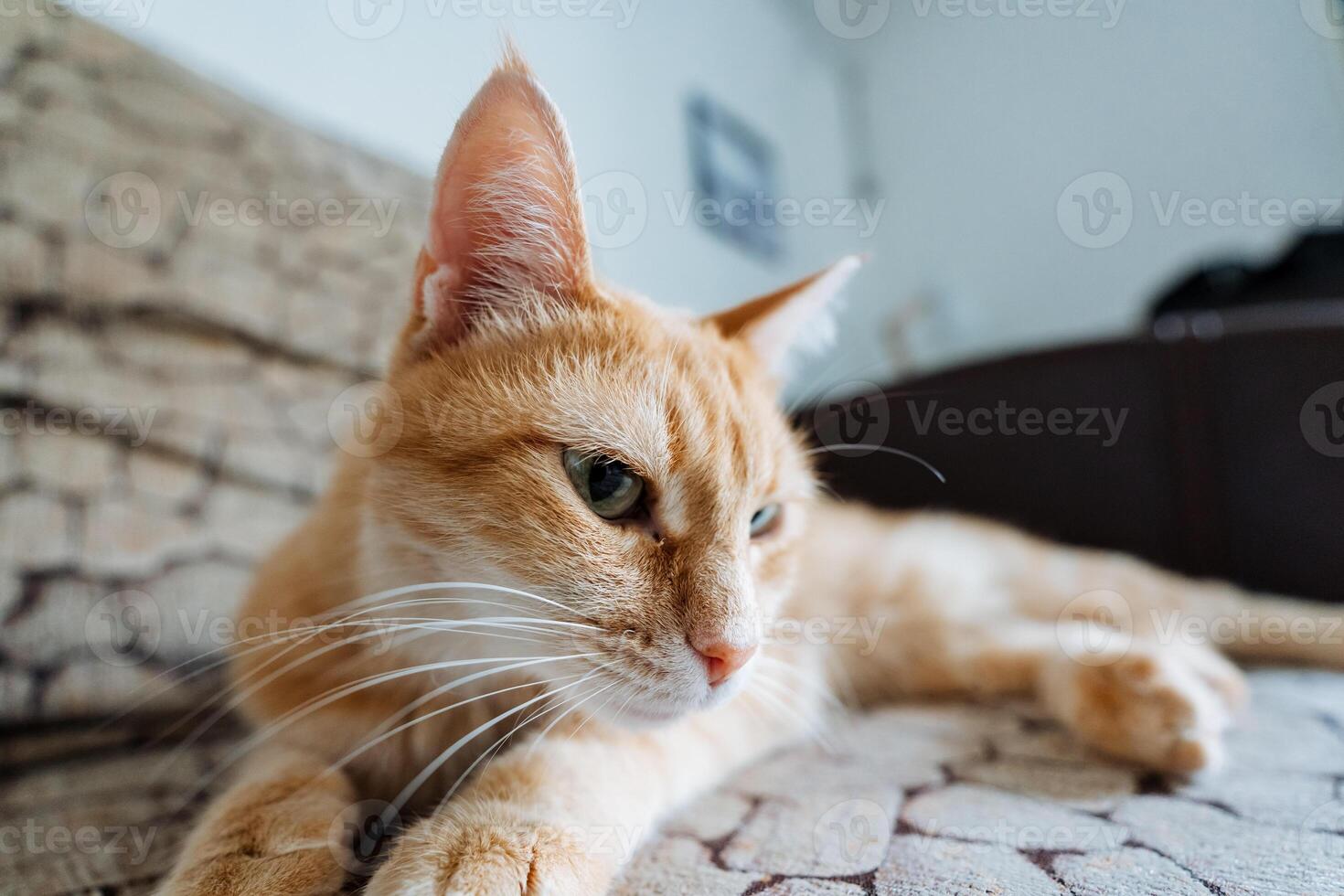 A fluffy orange cat is lounging comfortably on a cozy couch, staring intently at the camera with its bright, curious eyes, creating a delightful and charming scene for everyone to enjoy photo