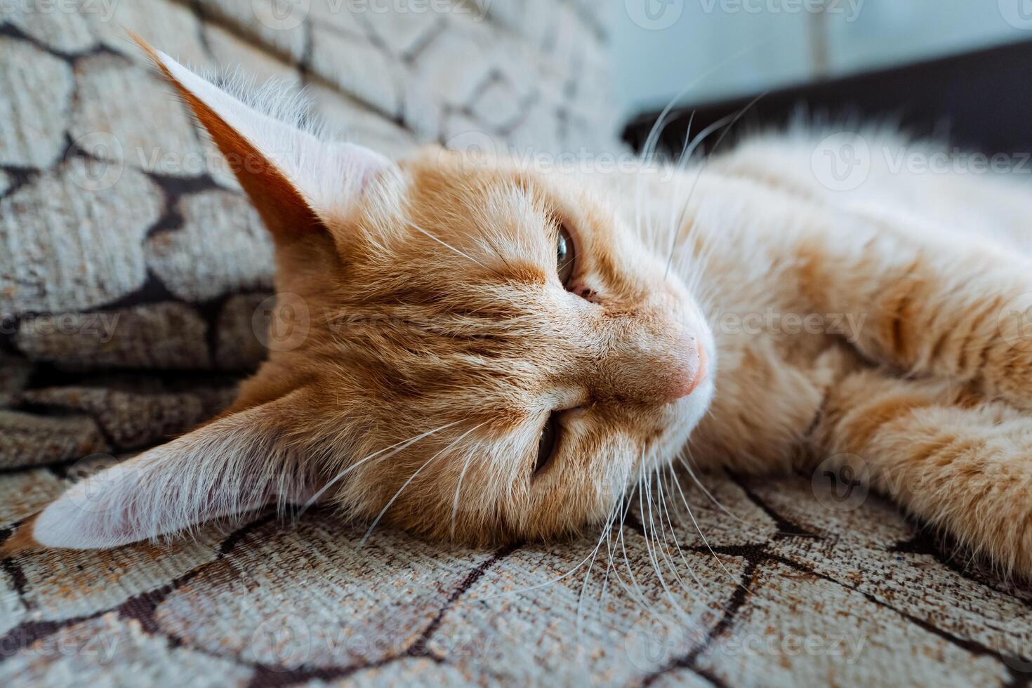 An adorable orange and white cat is comfortably laying on a soft and plush couch, with its eyes blissfully closed, enjoying a delightful moment of rest and tranquility in its cozy habitat photo