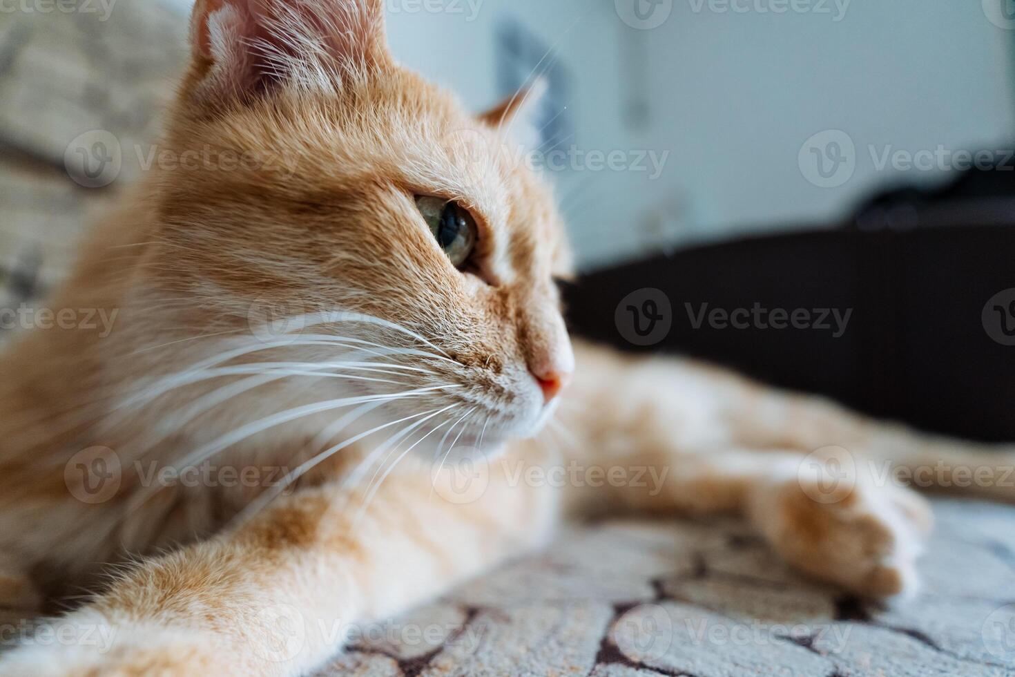In this delightful image, we can see a fluffy orange cat comfortably relaxing on a cozy couch. The cats adorable expression, soft coat, and relaxed demeanor are perfectly captured photo