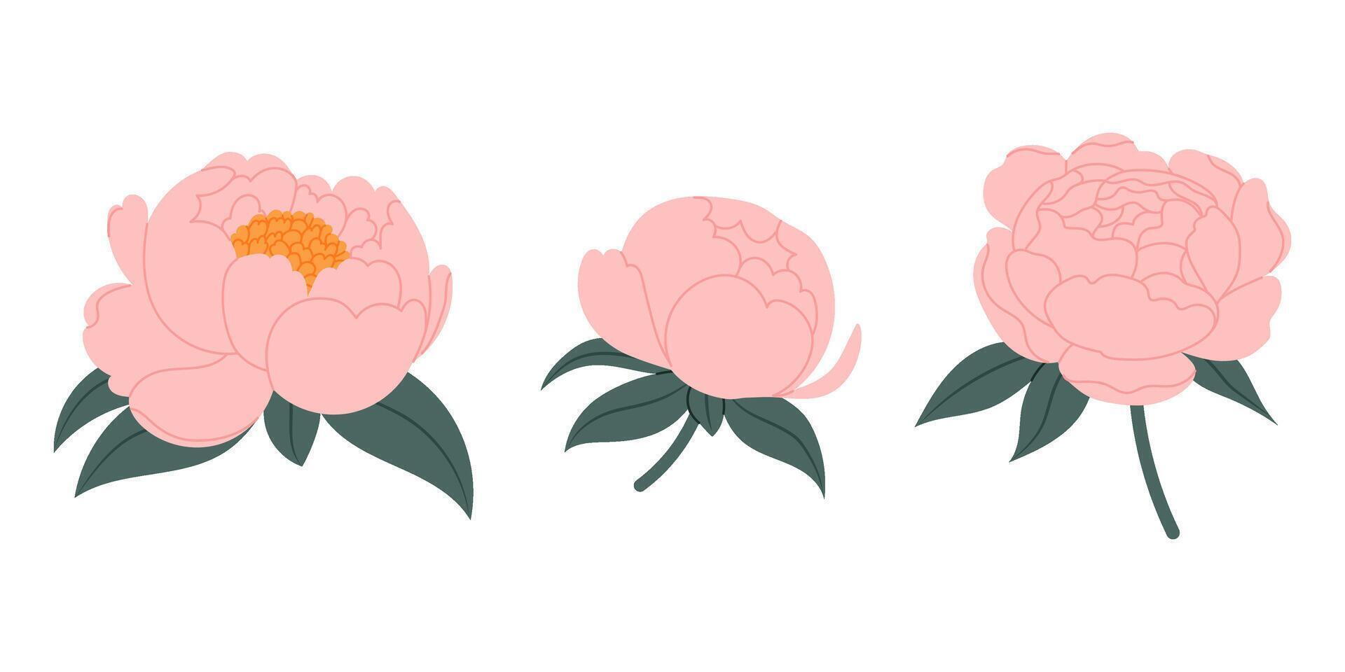 Peony flowers. Set peony buds. Pink spring flowers. For postcards, banners, posters, wedding decoration, invitation, greetings, anniversary. vector