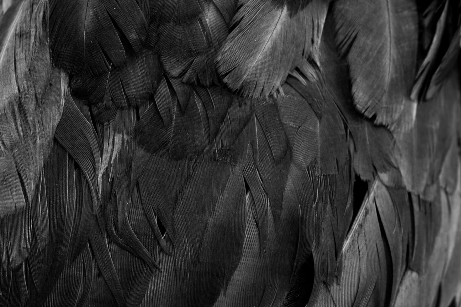 black hen feathers. violet background photo
