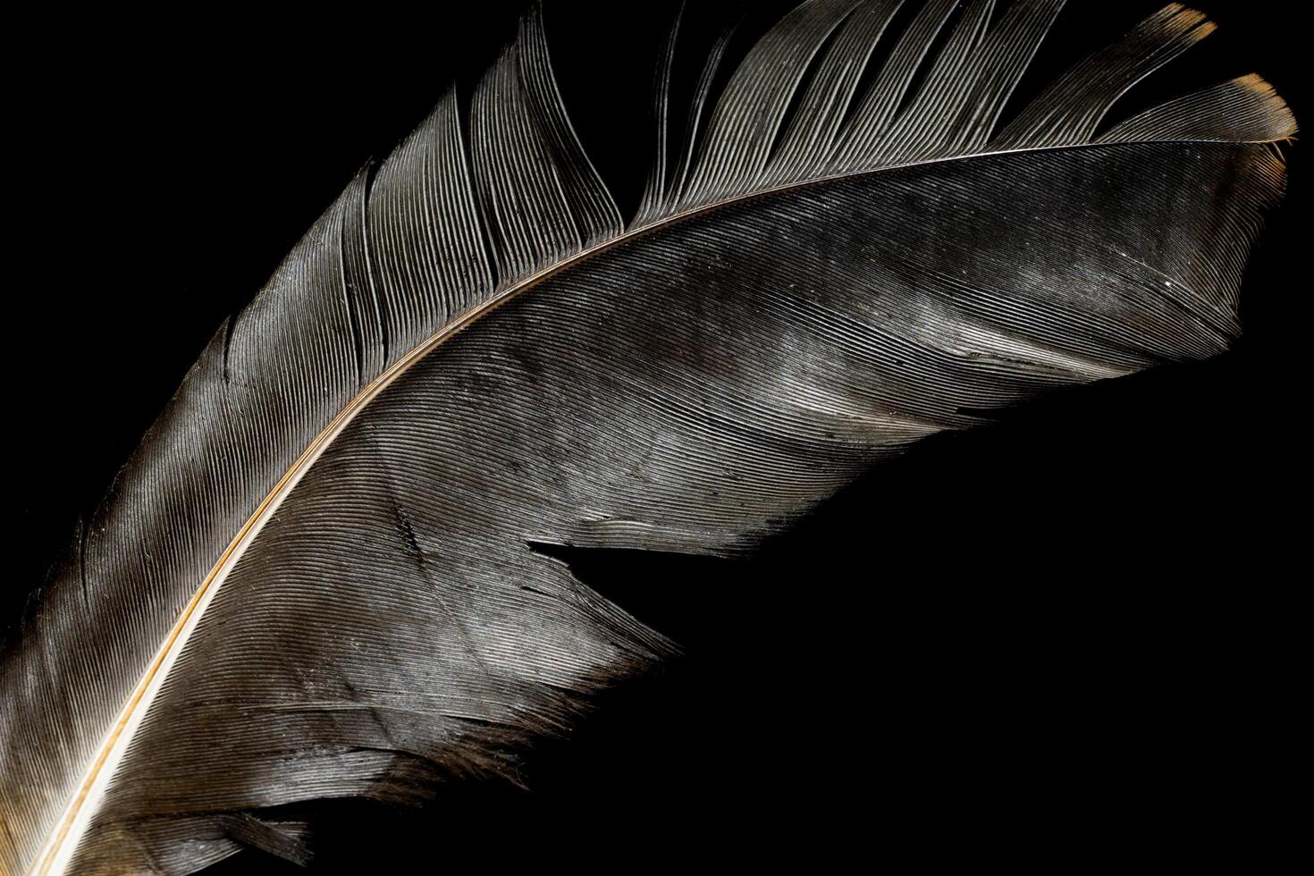 black bird feather on black isolated background photo