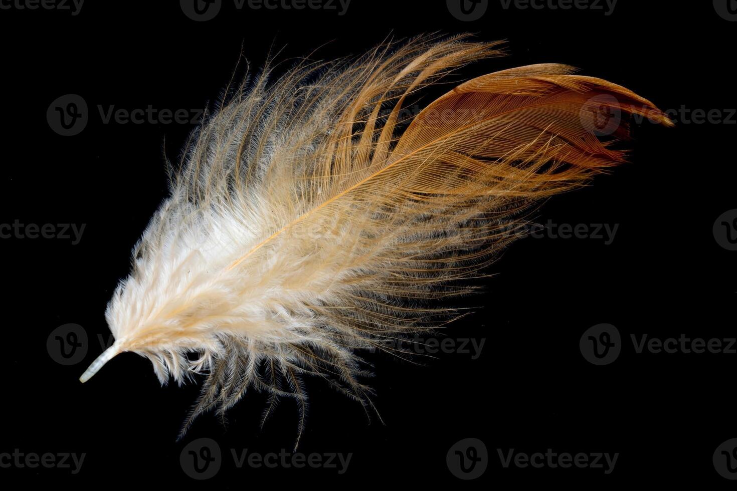 brown feathers of a hen on a black background. photo