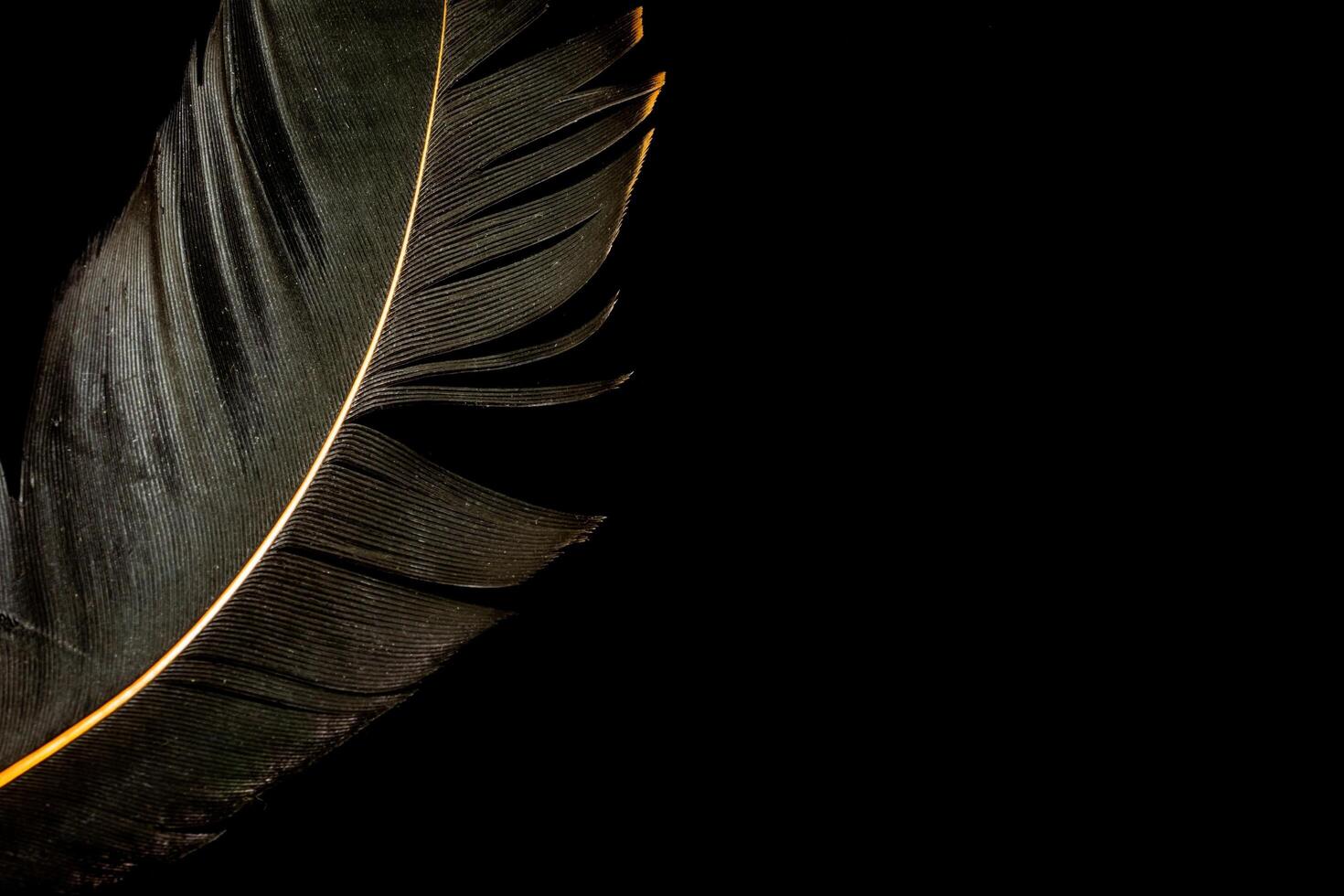 black bird feather on black isolated background. photo