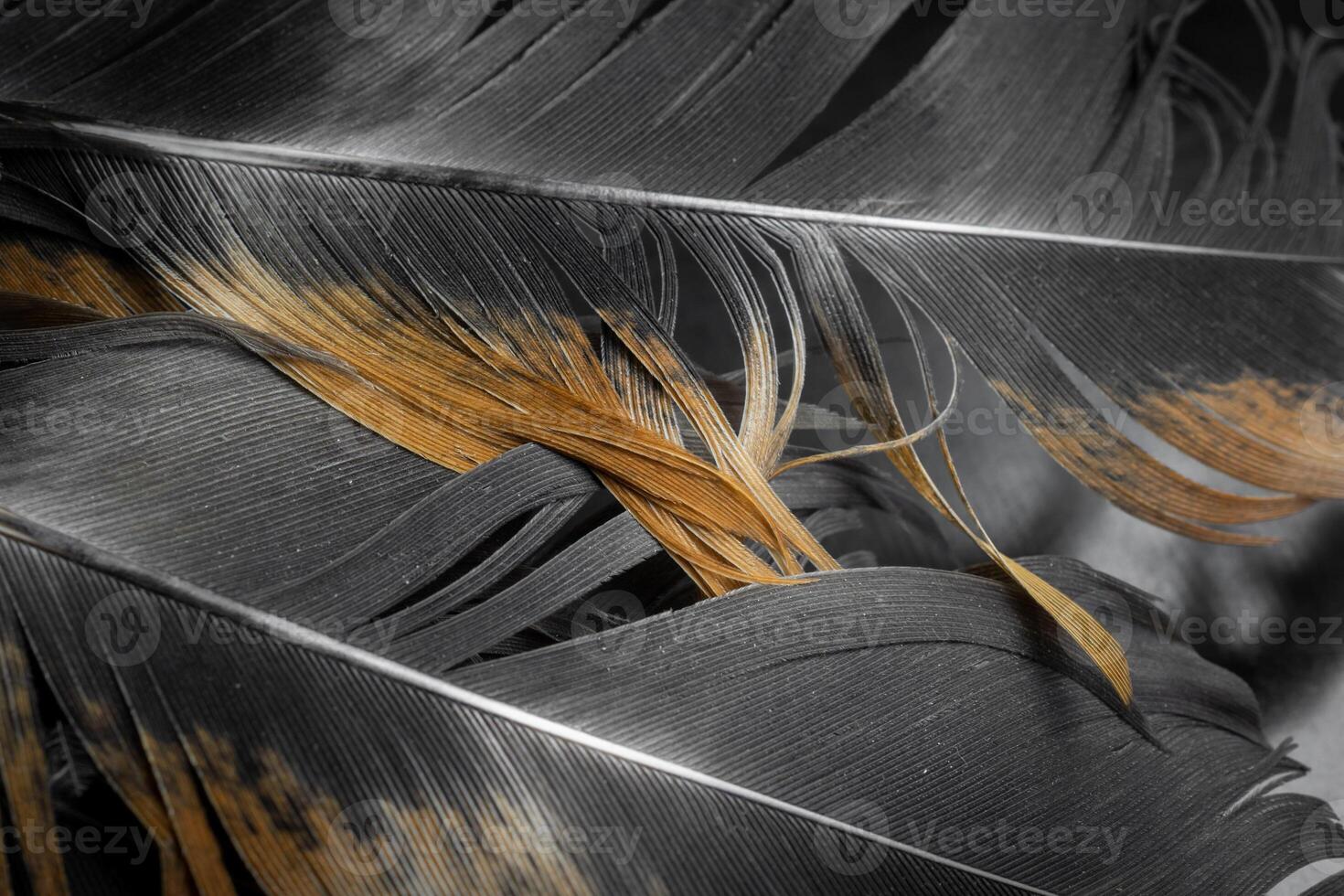 brown hen feathers. background. photo