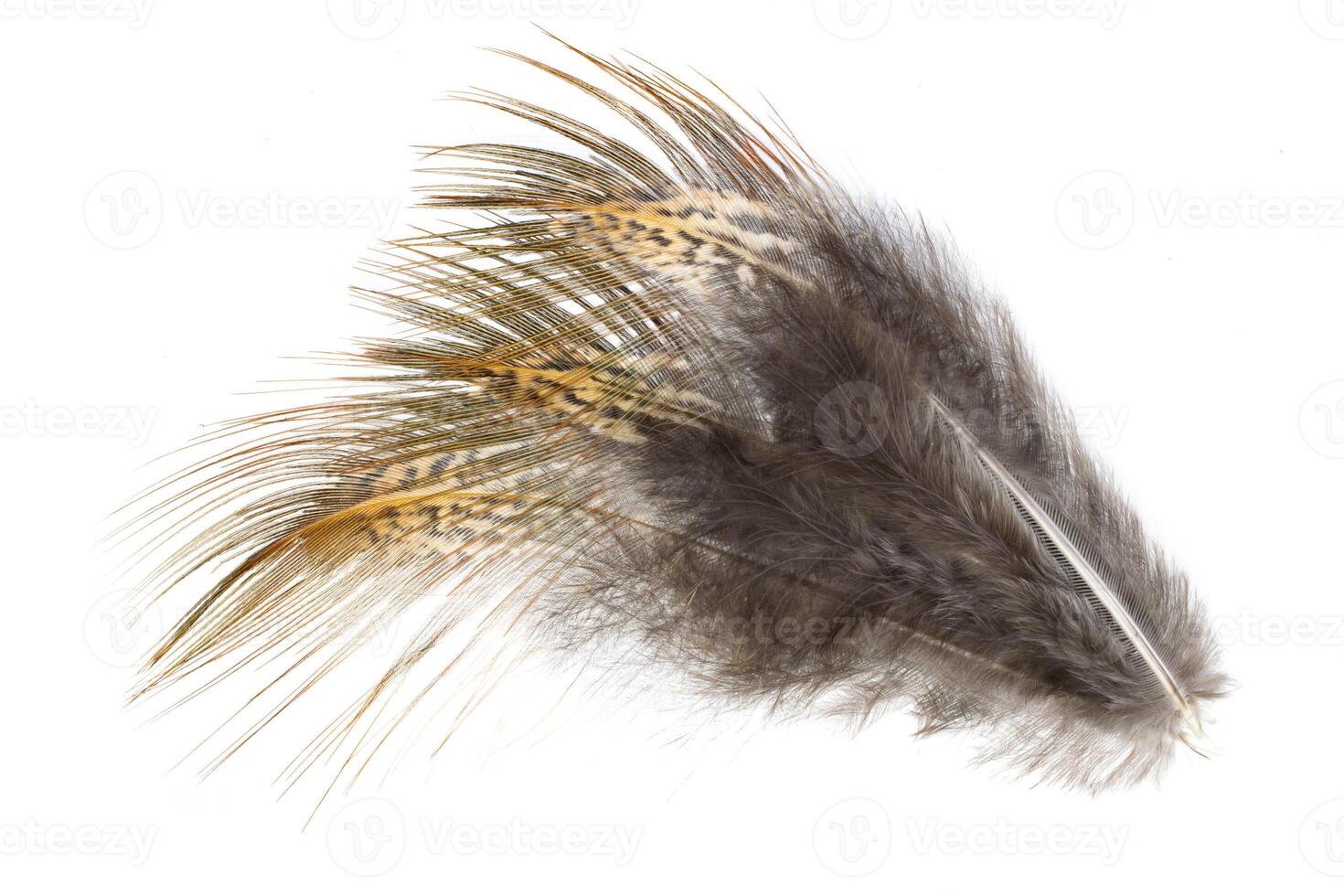 pheasant feathers on a white background photo