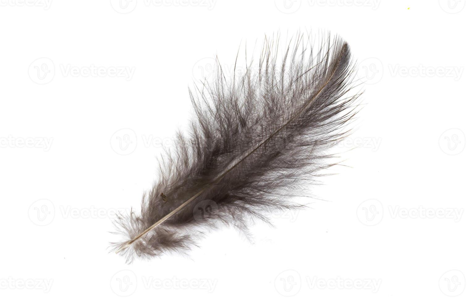pheasant feather on a white background photo