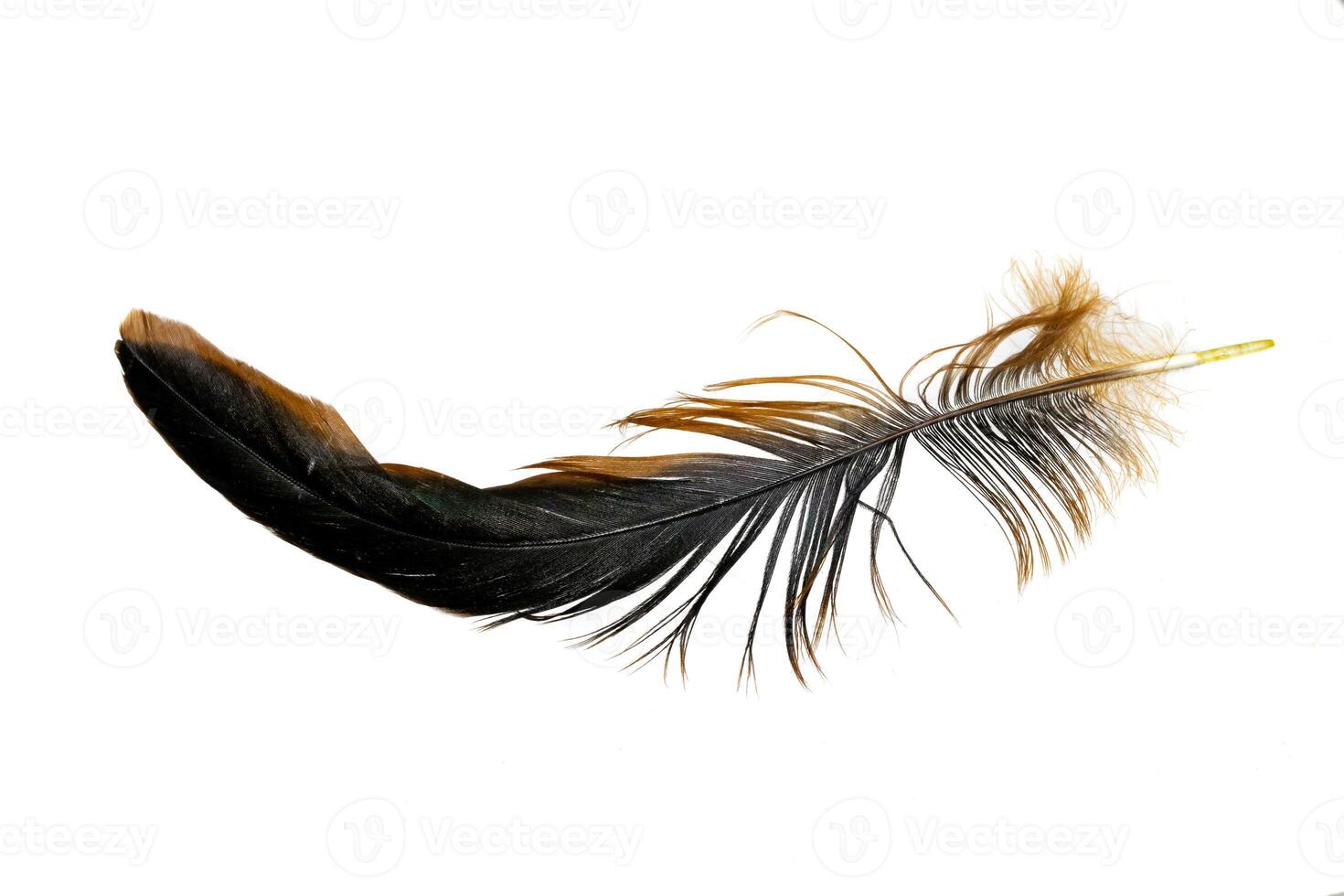 black feathers of a rooster on a white background photo