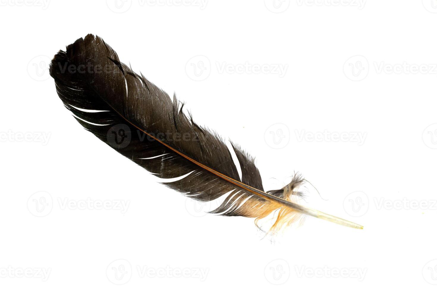black feathers of a rooster on a white isolated photo
