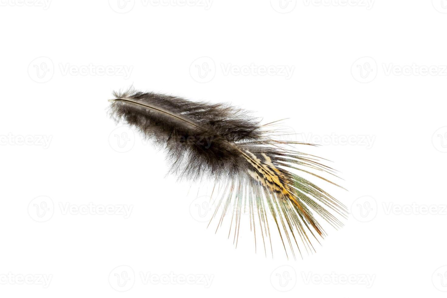 brown pheasant feather on a white isolated background photo