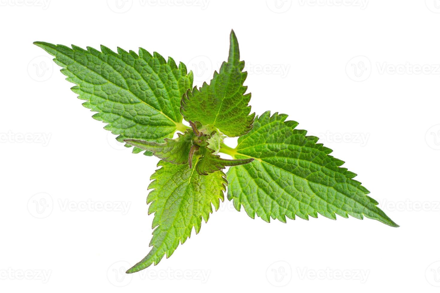 green nettle isolated photo